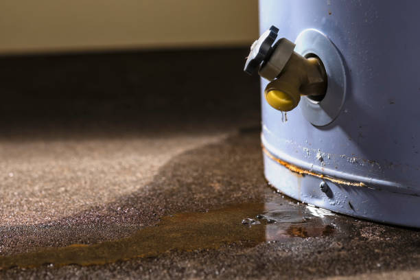 Best Mold removal after water damage  in Mayer, MN